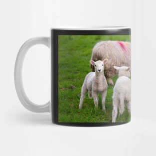 Sheep Mug